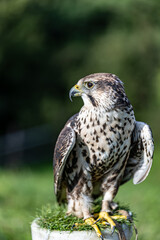 Falco cherrug is a large falcon species. Close-up