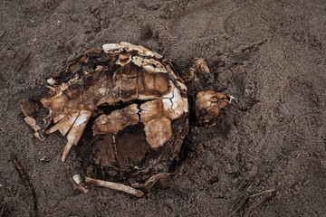 la carcassa di una tartaruga marina sulla spiaggia di Catania