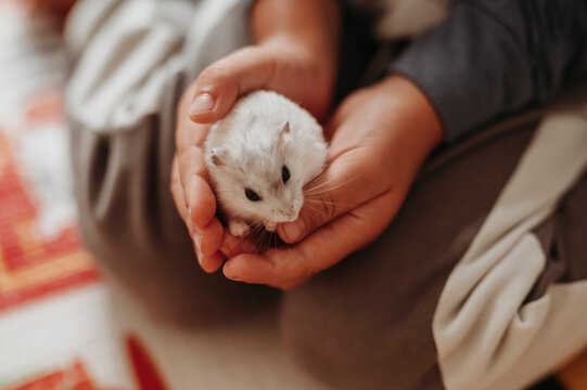 le mani di un bambino tengono un piccolo criceto bianco