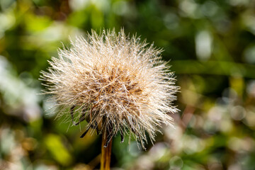 beautiful botanical shot, natural wallpaper