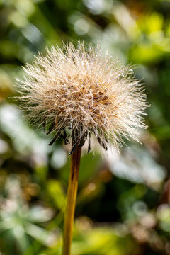 Il Crespigno &ndash; Sonchus oleacerus