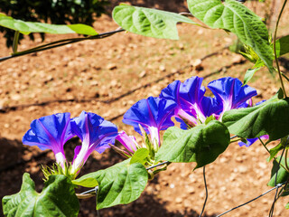 Closeup of purple morning glory flowers blooming on vine with green leaves in sunlight