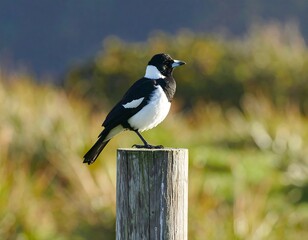 Black and white bird perched on a wooden post (1)