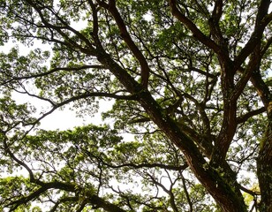 Obraz premium Lush green canopy of a large tree