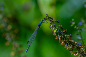 Dragonfly perched on a branch with small flowers