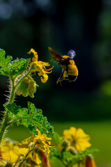 Abejorro recolectando polen en campo silvestre