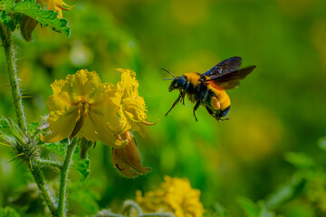 Abejorro recolectando néctar en campo silvestre