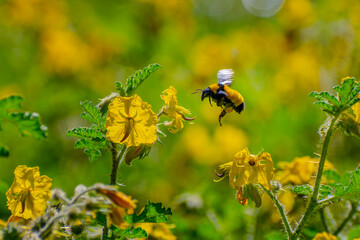 Bumblebee collecting nectar on a wildflower