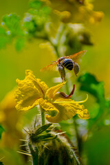 Bee in flight collecting pollen over flowers