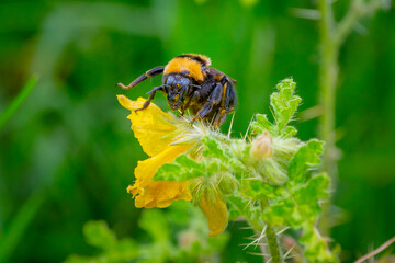 Detalle macro de un abejorro sobre pétalos amarillos