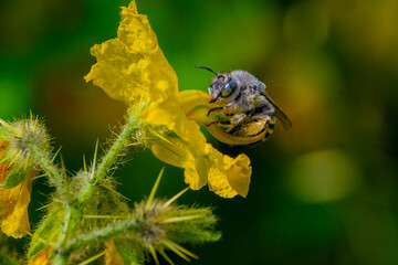 Abeja cavadora rayada sobre flor amarilla