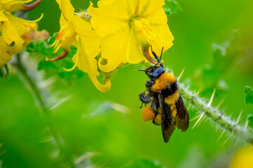 Detalle macro de un abejorro sobre pétalos amarillos