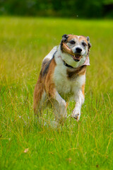 perro jugando y corriendo en el campo 