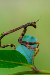 Praying mantis detail observing the environment