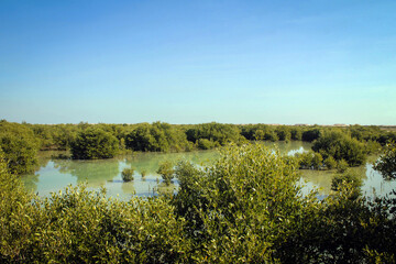 Al Khor Island (aka Purple Island) general landscape view with mangroves, Qatar