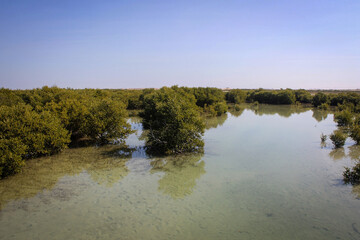 Al Khor Island (aka Purple Island) general landscape view with mangroves, Qatar
