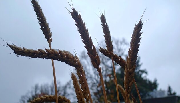 Wheat stalks against a cloudy sky