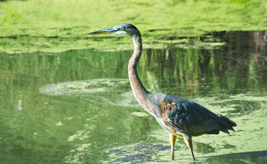 A great blue heron, Ardea herodias, hunting for food in an algae and duckweed covered pond in summer