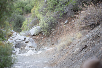 Rocky Trail on Hillside with Vegetation