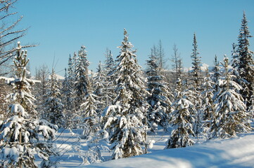 Rows of pine trees covered in snow during winter