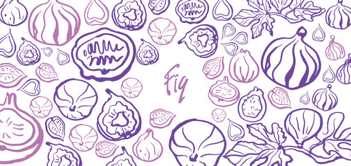 Isolated vector illustration of fig fruits, fig slices and fig branch with leaves in plum and purple colors. Fig set. Outline vintage style on white background. Hand drawn for menu and print.