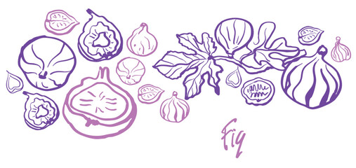 Isolated vector illustration of fig fruits, fig slices and fig branch with leaves in plum and purple colors. Fig set. Outline vintage style on white background. Hand drawn for menu and print.