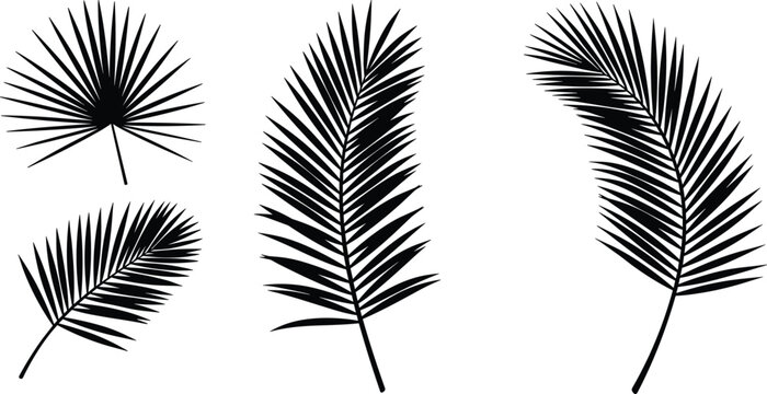 Vector tropical palm leaves silhouettes collection isolated on white background, perfect for botanical designs, summer decor, and exotic themes