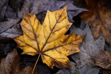 Close-up of a vibrant yellow-gold maple leaf amidst a bed of muted gray-brown autumn leaves