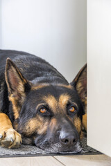 Close-up portrait of German Shepherd dog with expressive amber eyes lying on gray mat indoors. Beautiful loyal pet resting peacefully at home showing calm gentle expression.