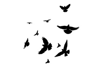 Flying birds silhouettes on white background. Vector illustration. isolated bird flying. tattoo design