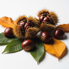 Close up of Autumnal Chestnuts with Prickly Shells and Fallen Leaves on White Background