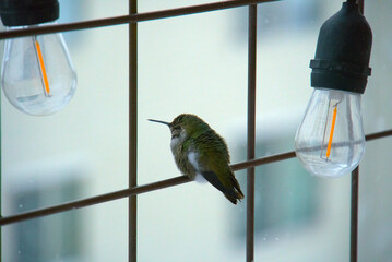 Urban Hummingbird In Seattle Winter