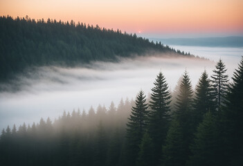 A tranquil forest landscape at sunrise, featuring tall evergreen fir trees emerging