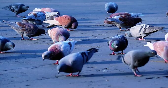 Flock of pigeons pecking and strutting on a city street, a dynamic display of urban wildlife, creating a scene of organized chaos and natural beauty in motion