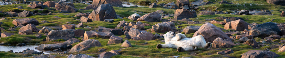 Bear yoga, polar bear laying on its back and stretching, summer sub-arctic tundra grass and rocks at sunset, Hudson Bay, Manitoba, Canada
