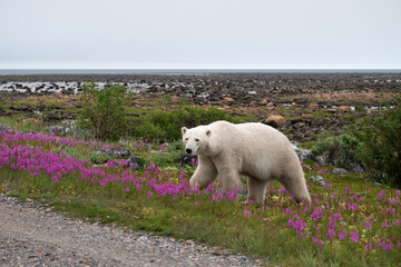 Female polar bear walking up off the low tide mud flats into tall grass and pink fireweed wildflowers, symbol of climate change and global warming, Hudson Bay, Manitoba, Canada
