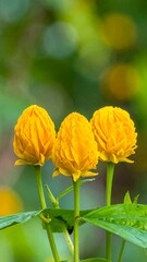 Three vibrant yellow flowers with textured petals stand out against a soft, green background.