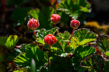 Red berries of low growing Cloudberry plants growing and ripening on the summer sub-arctic tundra, Seal River area on Hudson Bay, Manitoba, Canada
