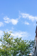 tree and building against blue sky 
