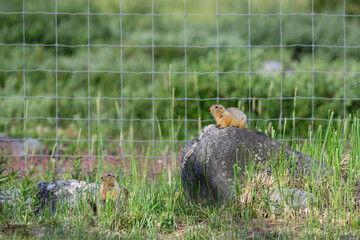 Sik Siks, arctic ground squirrels, sitting on a rock and sitting in tall grass surrounded by green plants, summer in the sub-arctic tundra, Manitoba, Canada
