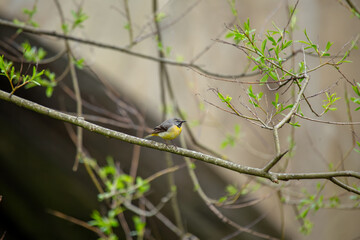 Grey Wagtail (Motacilla cinerea) commonly found near rivers and streams across Europe