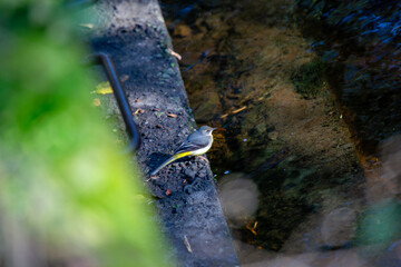 Grey Wagtail (Motacilla cinerea) commonly found near rivers and streams across Europe