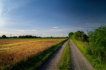 road in the field