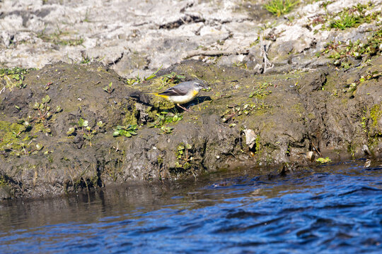 Grey Wagtail (Motacilla cinerea) commonly found near rivers and streams across Europe