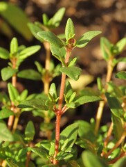 Lemon thyme in a vegetable garden. Herbs growing in a garden.