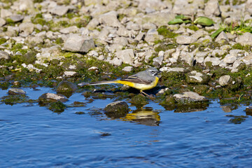 Grey Wagtail (Motacilla cinerea) commonly found near rivers and streams across Europe