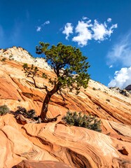 Desert landscape with lone tree