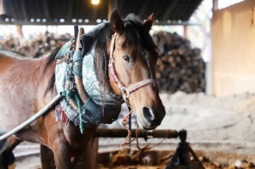 Horse powered stone grinding wheel used in the production of mezcal in Mexico. Domestic horse working h at distillery factory