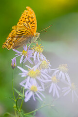 ヒョウモンチョウ