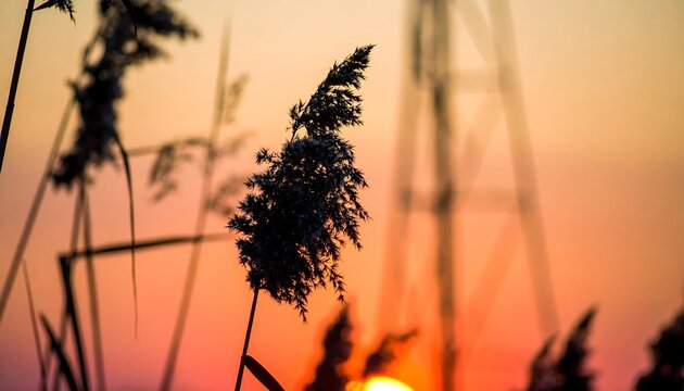 Silhouettes of reeds at sunset